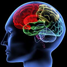 brain to use