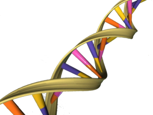 1-dna