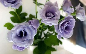 TYO03-0630092428.jpg Japan Blue Rose