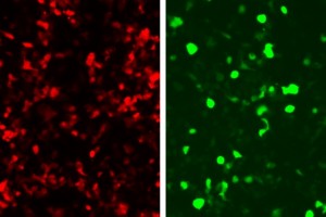 MIT-Programming-Cells-1_0