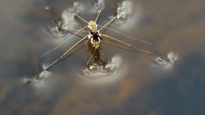 Water_bug_pair_face_dry underwater