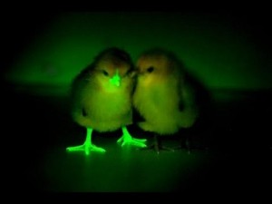gmo-chickens