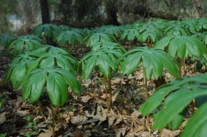 mayapple