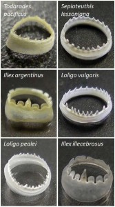 self-healing-bioplastic-squid-1@2x