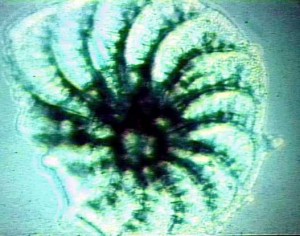 waterproof glue2