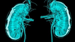 _85956709_c0090210-artwork_of_the_kidneys-spl