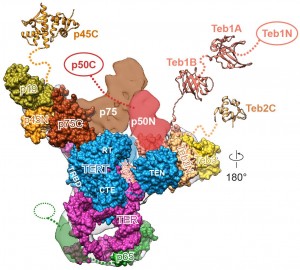 Juli+Feigon,+Jiansen+Jiang,+figure+1,+Oct_+2015_3f1c4234-da5b-418c-b35f-99f5fd9be9cd-prv