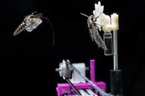 TOP%20MOTH