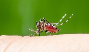 dengue-mosquito480