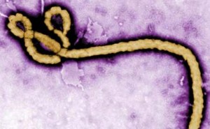 ebola_650x400_81422653573