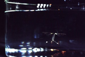 RoboBee-Swimming-605x403