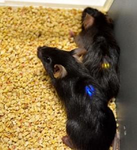 mice