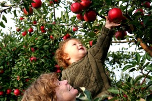 Falling-Fruit-interactive-map-2
