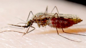 la-sci-sn-genetically-engineered-mosquitoes-ma-001