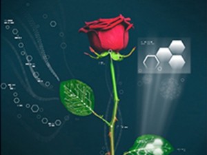 rose
