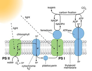 Brookhaven National Laboratory Scientists Design Molecular System For ...