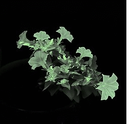 ‘Bioluminescence’ – new gene clusters that could be used for green energy
