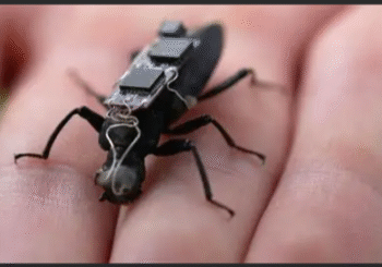 University of Queensland -cyborg beetles